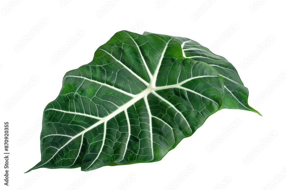 Fototapeta premium Dark Green Alocasia Leaves