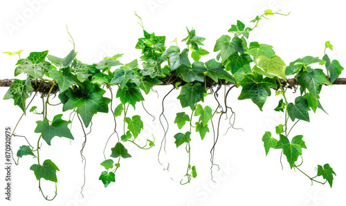 Green Vine with Leaves and Roots