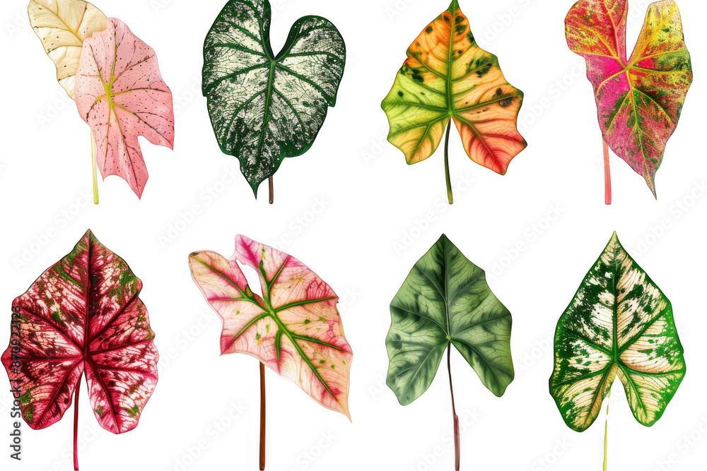 Obraz premium Colorful Caladium Leaves Collection