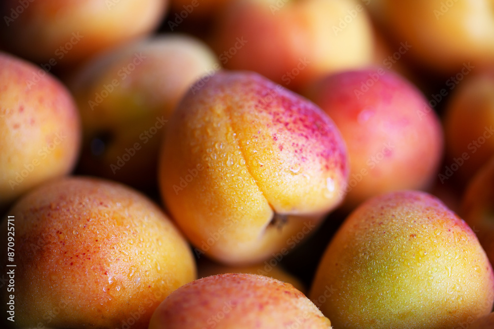Fruits of juicy apricots in close-up.
Fruits of juicy apricots in close-up.