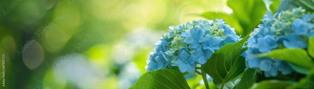 Beautiful close-up of vibrant blue hydrangea flowers in a lush green garden with sunlight filtering through the foliage. Beautiful close-up of vibrant blue hydrangea flowers in a lush green garden with sunlight filtering through the foliage.