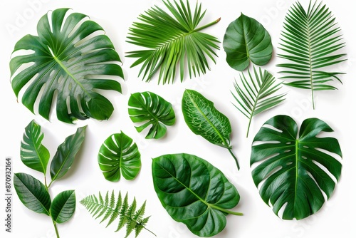 Various tropical leaves arranged on white background, showcasing diverse shapes and textures