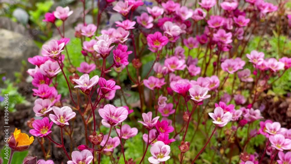 Little pink flowers moving under the soft spring wind. Fresh nature background. 4K colorful floral video.