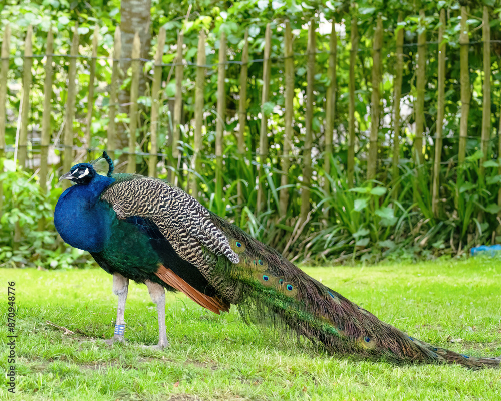 Naklejka premium Pfau