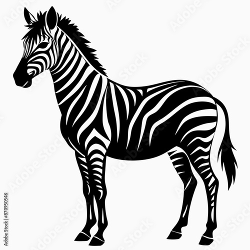 zebra vector illustration