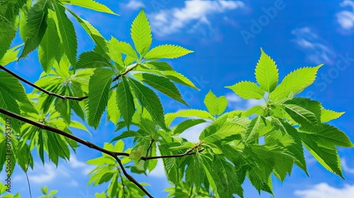 leaves ohio buckeye tree photo