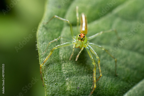 spider on leaf