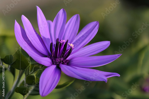 Purple flower
 photo