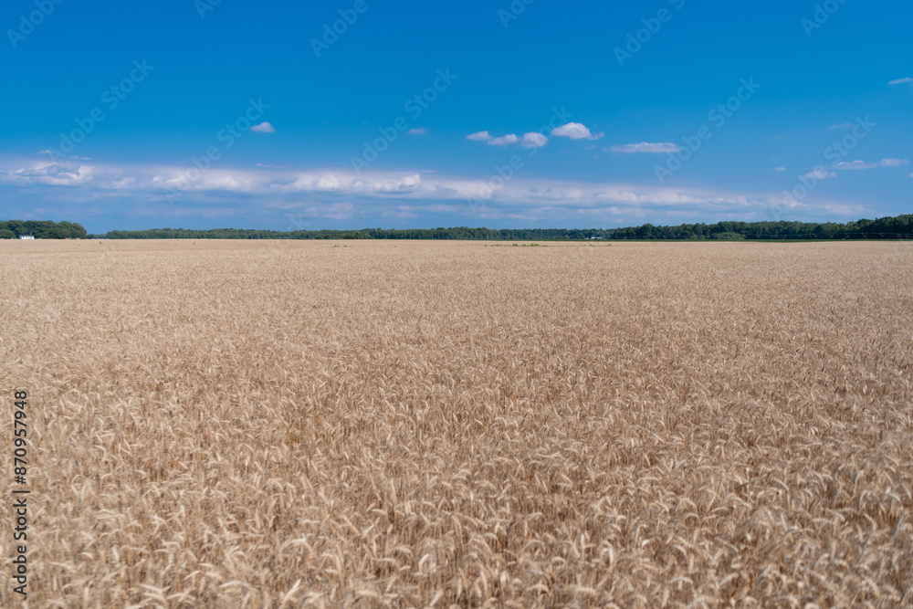 Landscape with field of rye in summer. Agriculture barley or rye field. Summer nature. Wheat grain on the spikelet at the field. Ears of rye crop. Agriculture business and harvest. Seasonal crops Landscape with field of rye in summer. Agriculture barley or rye field. Summer nature. Wheat grain on the spikelet at the field. Ears of rye crop. Agriculture business and harvest. Seasonal crops