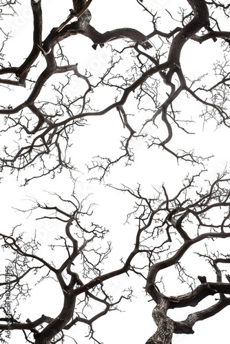 Tangled Twisted Branches