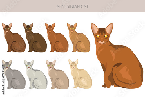 Abyssinian cat clipart. All coat colors set.  All cat breeds characteristics infographic