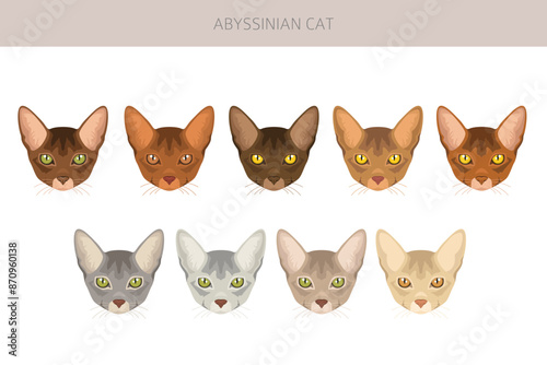 Abyssinian cat clipart. All coat colors set.  All cat breeds characteristics infographic