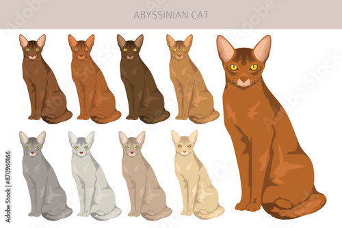 Abyssinian cat clipart. All coat colors set.  All cat breeds characteristics infographic