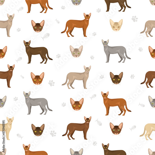 Abyssinian cat seamless pattern. All coat colors set.  All cat breeds characteristics infographic