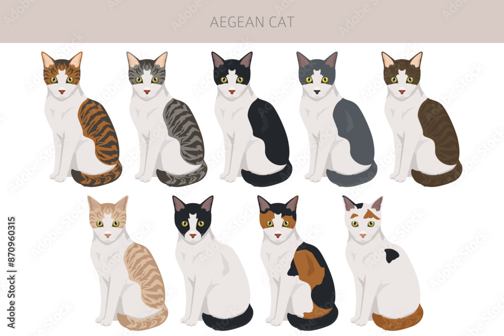 Fototapeta premium Aegean cat clipart. All coat colors set. All cat breeds characteristics infographic