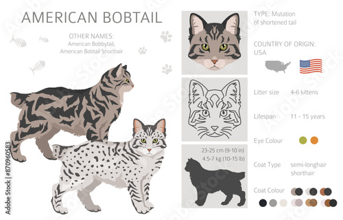 Cuadro en lienzo American Bobtail cat clipart