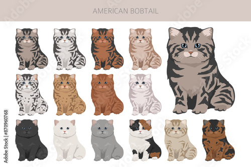 American Bobtail cat clipart. All coat colors set.  All cat breeds characteristics infographic photo