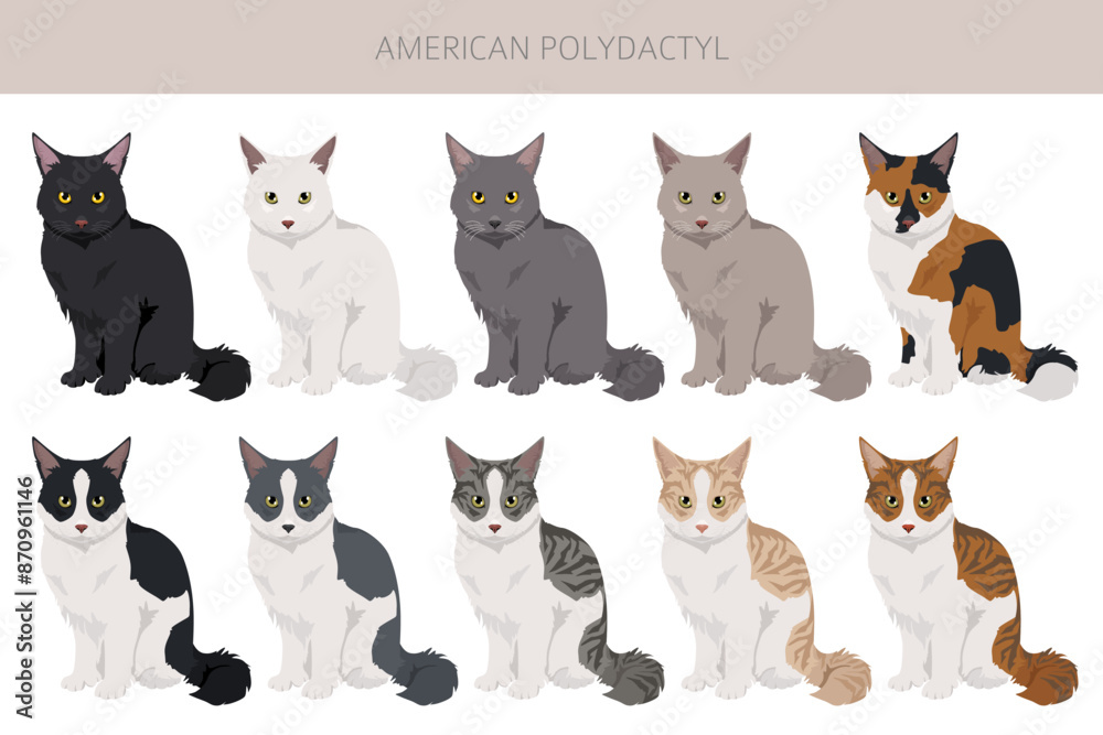 Fototapeta premium American Polydactyl cat clipart. All coat colors set. All cat breeds characteristics infographic