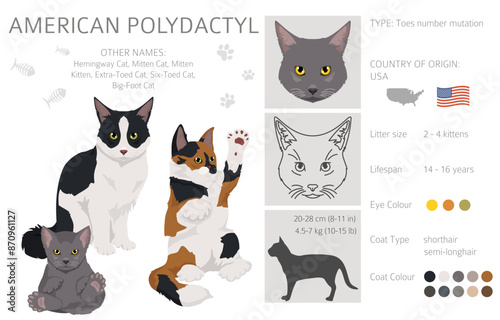 American Polydactyl cat clipart. All coat colors set.  All cat breeds characteristics infographic