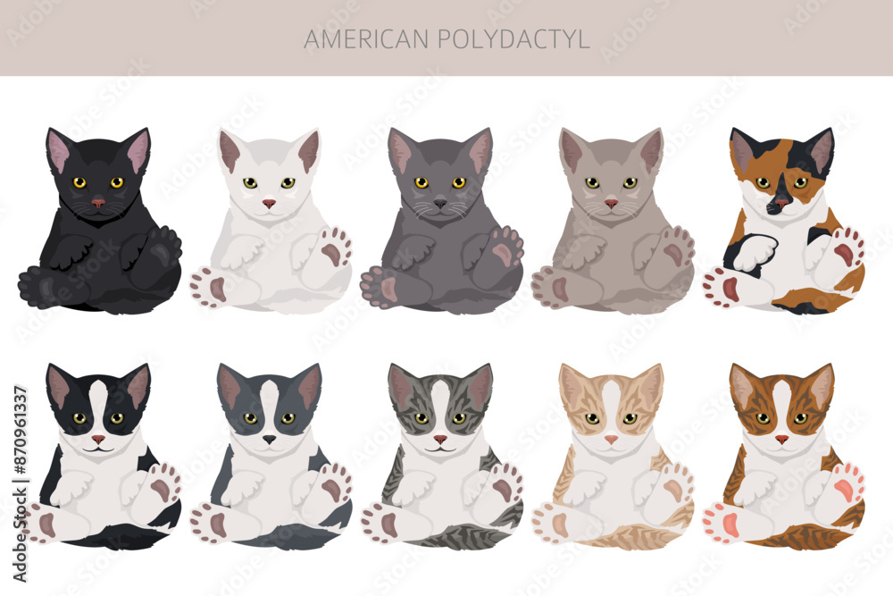 Obraz premium American Polydactyl cat clipart. All coat colors set. All cat breeds characteristics infographic