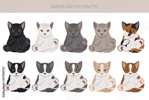 American Polydactyl cat clipart. All coat colors set.  All cat breeds characteristics infographic