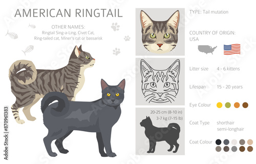 American Ringtail cat clipart. All coat colors set.  All cat breeds characteristics infographic