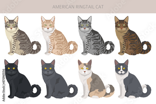 American Ringtail cat clipart. All coat colors set.  All cat breeds characteristics infographic