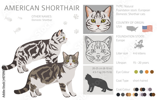 American Shorthair cat clipart. All coat colors set.  All cat breeds characteristics infographic