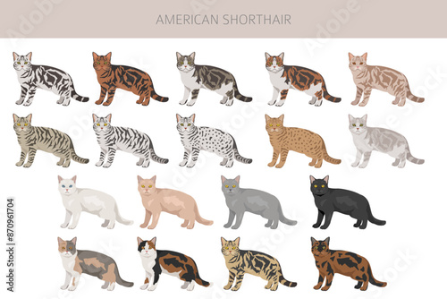 American Shorthair cat clipart. All coat colors set.  All cat breeds characteristics infographic
