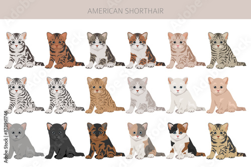 American Shorthair cat clipart. All coat colors set.  All cat breeds characteristics infographic
