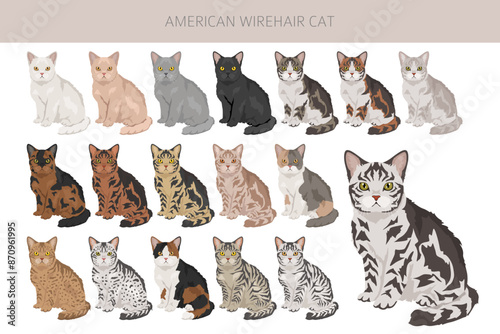 American Wirehair cat clipart. All coat colors set.  All cat breeds characteristics infographic