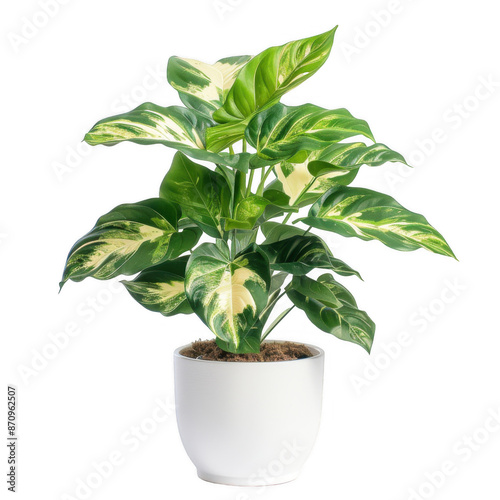 Wallpaper Mural Variegated Green Plant in White Pot Torontodigital.ca