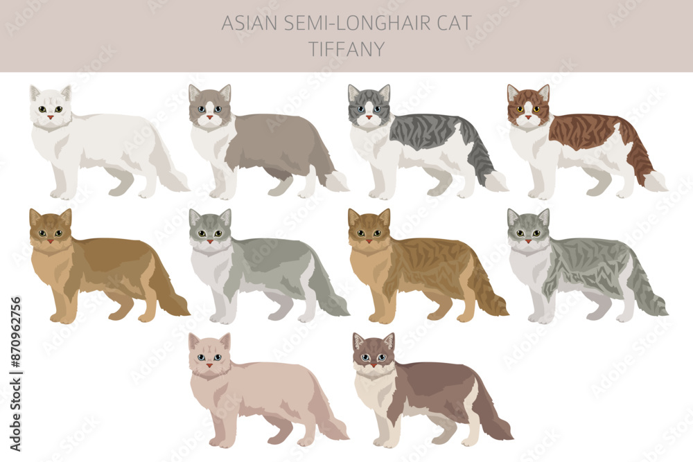 Obraz premium Tiffany Cat, Asian semi-longhair cat Tiffanie clipart. All coat colors set. All cat breeds characteristics infographic