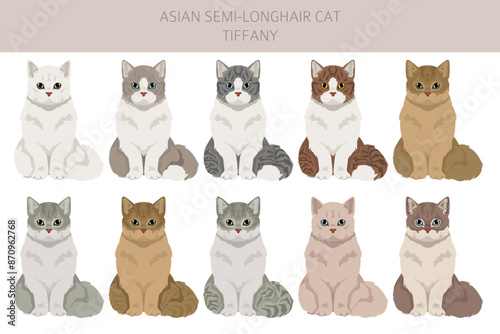 Obraz na plátně Tiffany Cat, Asian semi-longhair cat Tiffanie clipart