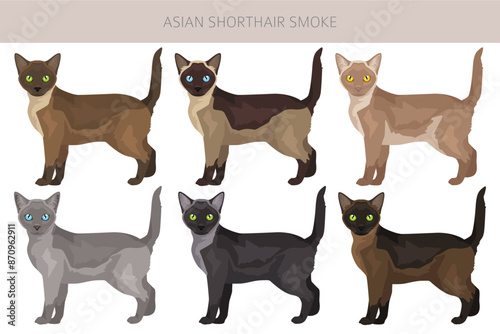 Asian shorthair smoke cat clipart. All coat colors set.  All cat breeds characteristics infographic