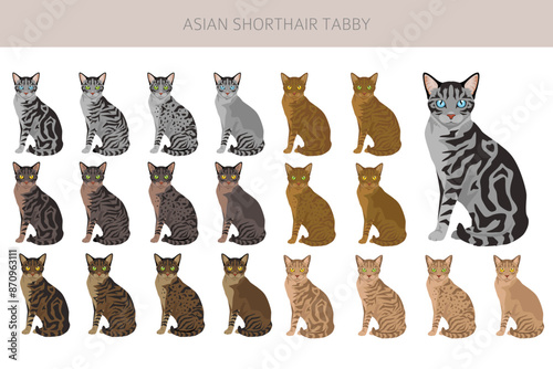 Asian shorthair Tabby cat clipart. All coat colors set.  All cat breeds characteristics infographic