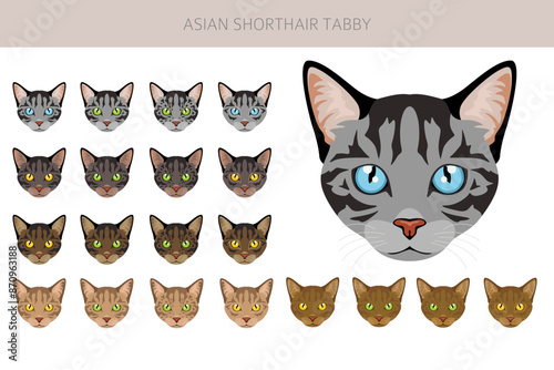 Asian shorthair Tabby cat clipart. All coat colors set.  All cat breeds characteristics infographic