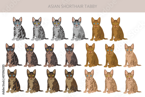 Asian shorthair Tabby cat clipart. All coat colors set.  All cat breeds characteristics infographic