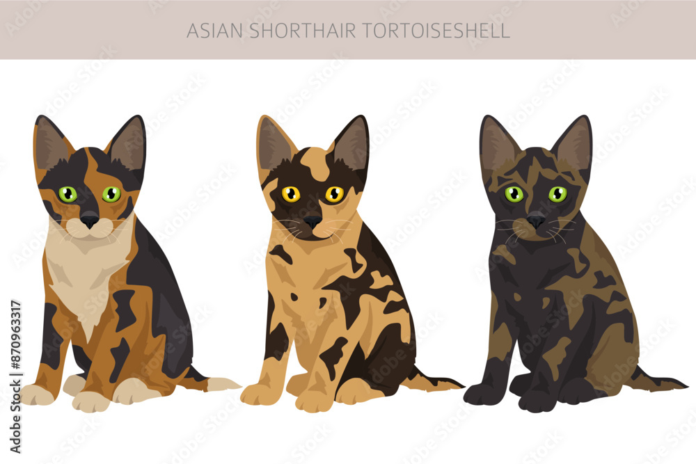 Obraz premium Asian shorthair Tortoiseshell cat clipart. All coat colors Asian Tortie set. All cat breeds characteristics infographic