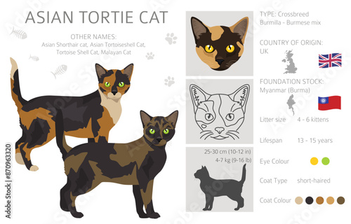Asian shorthair Tortoiseshell cat clipart. All coat colors Asian Tortie set.  All cat breeds characteristics infographic