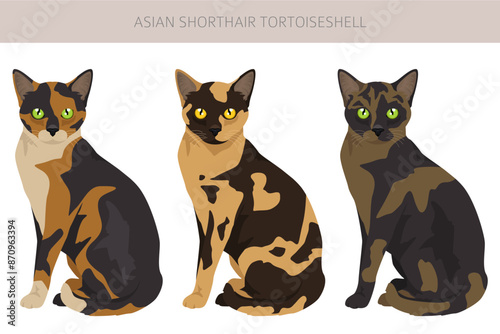 Asian shorthair Tortoiseshell cat clipart. All coat colors Asian Tortie set.  All cat breeds characteristics infographic
