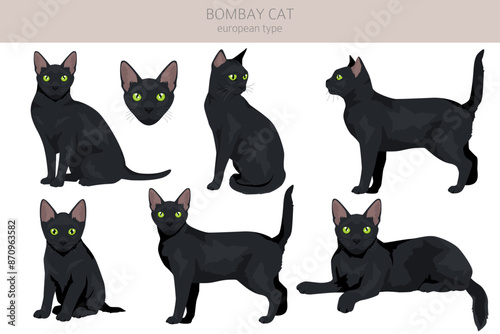 Bombay cat clipart. All coat colors set.  All cat breeds characteristics infographic