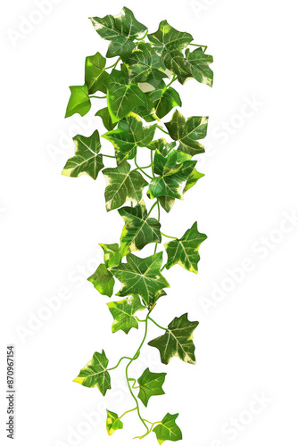 Trailing Green Ivy Plant