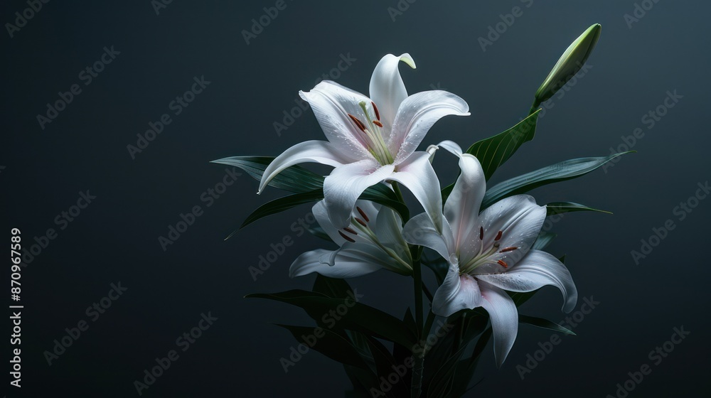 Naklejka premium Elegant blooming white lilies against a dark moody background