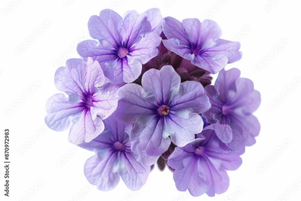 Close-Up of Beautiful Purple Flowers in Full Bloom on White Background Close-Up of Beautiful Purple Flowers in Full Bloom on White Background