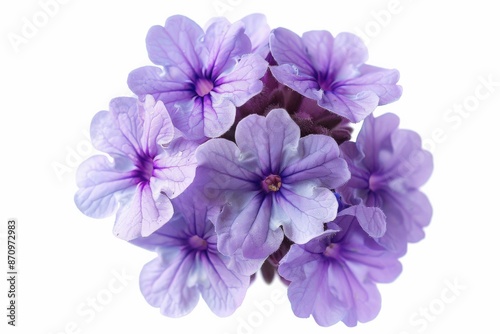 Close-Up of Beautiful Purple Flowers in Full Bloom on White Background