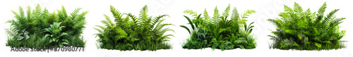 realistic bush of broadleaf ferns and grasses isolated on transparent or white background