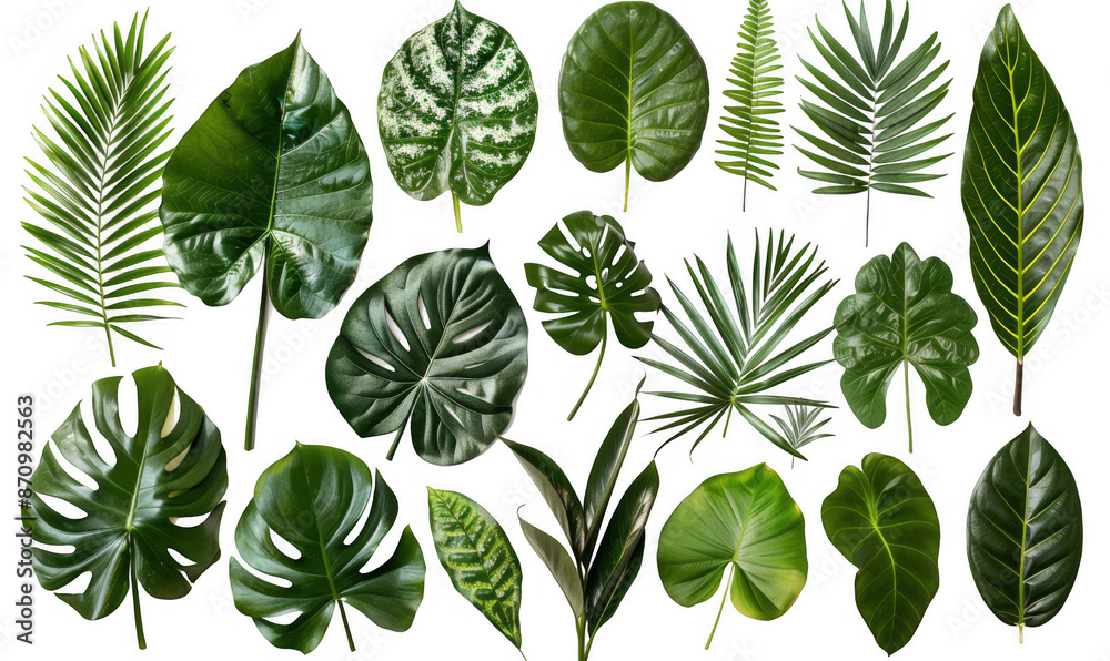 Assorted Tropical Leaves Assorted Tropical Leaves