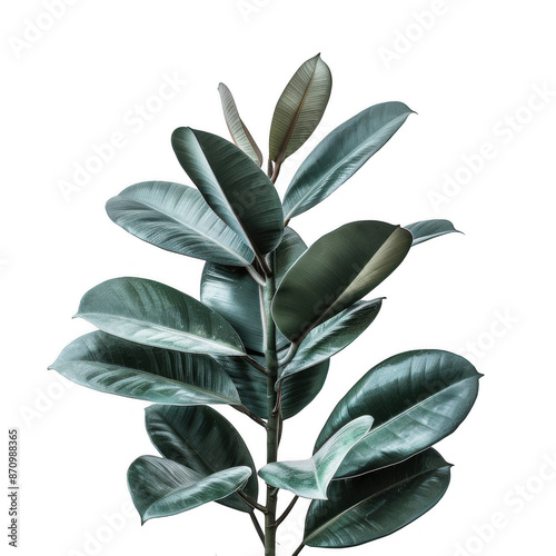 Rubber Plant with Glossy Leaves