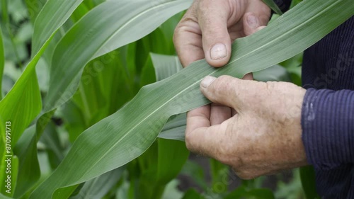Agronomist examines the leaves of young corn. Farmer holding corn.
